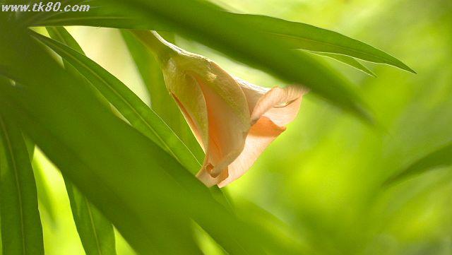 ファイル 980-2.jpg